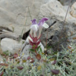 scutellaria alpina